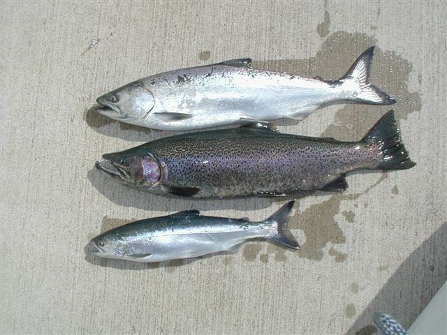 salmonapr04.JPG